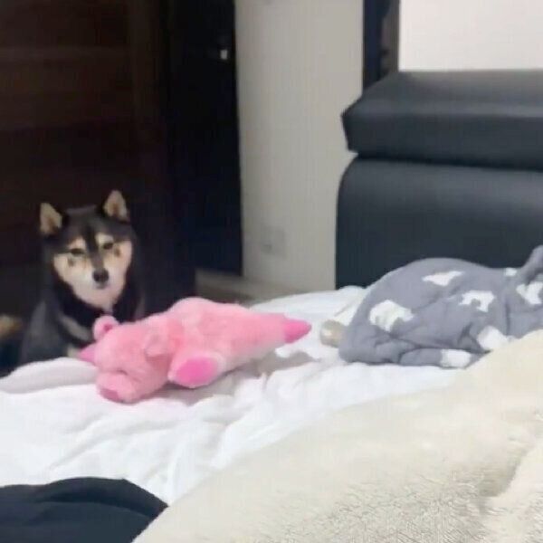 見つめるあずきちゃん