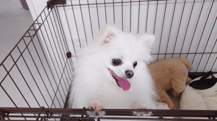 エアコン業者のお兄さんに愛想を振りまくおこめちゃん