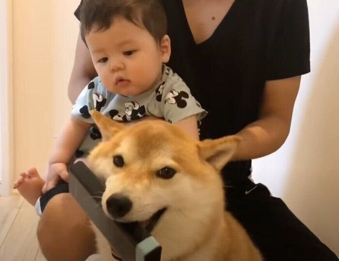 元気な柴犬
