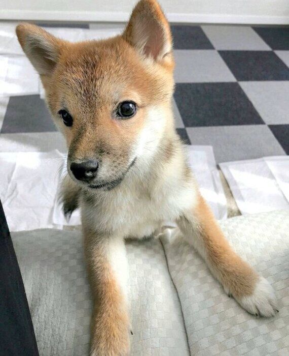 見つめることねちゃん