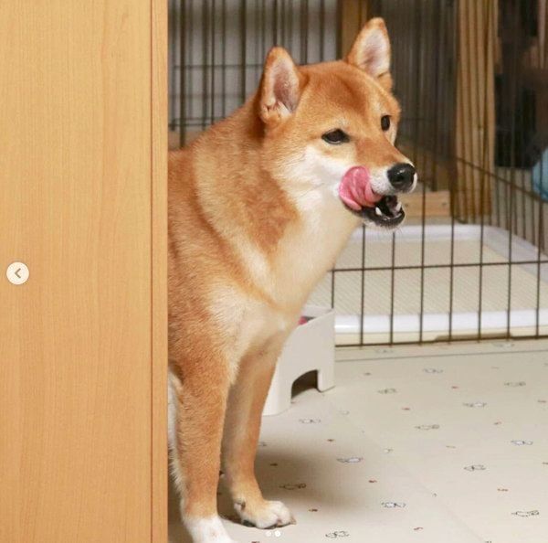舌を出す柴犬