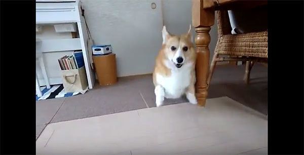 走るコーギー