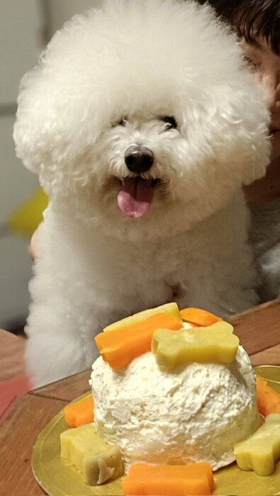 「うちのコ記念日」の様子　ケーキを前にうれしそうなノンノちゃん　「今にも食べつくしてしまいそうだった」と飼い主さんが