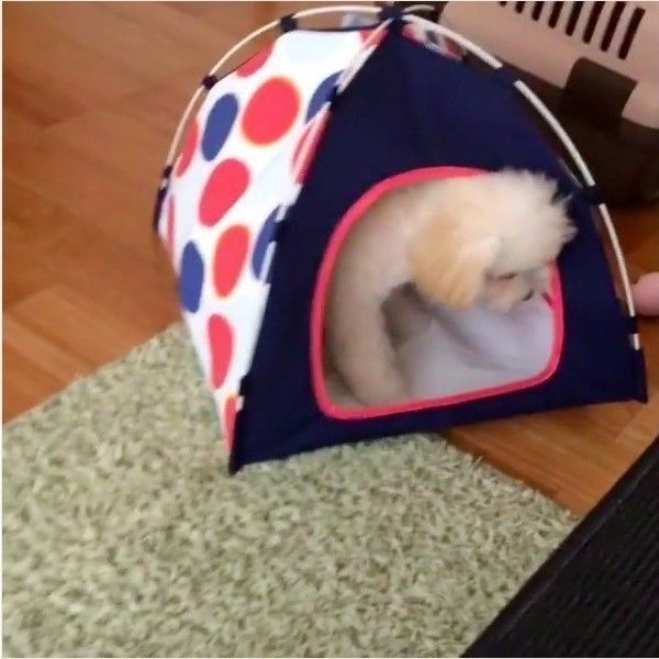 トイ・プードル