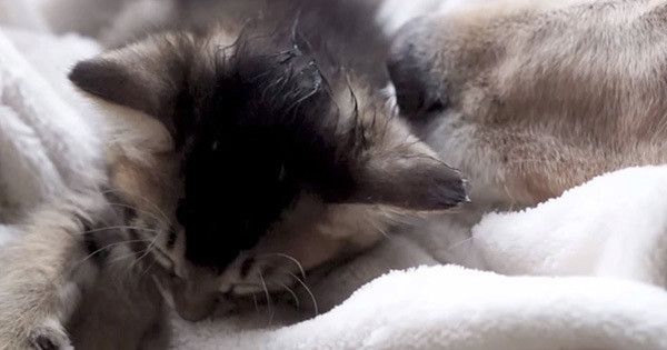 子猫とゴールデン・レトリーバー