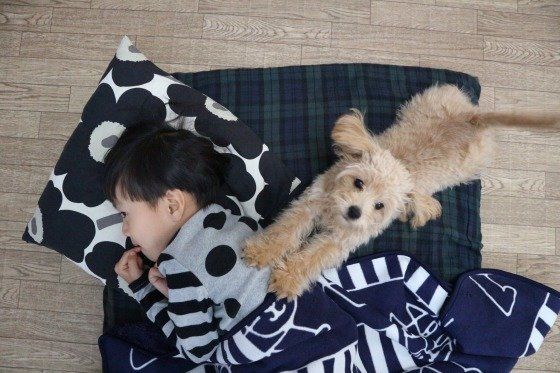 ミックス犬
