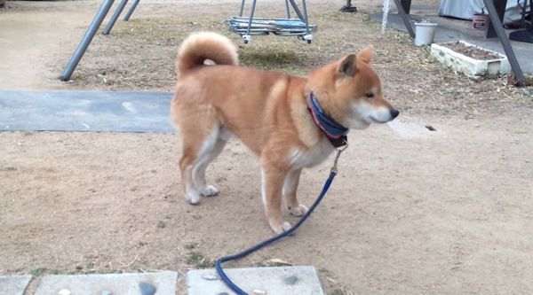 タップダンスをする柴犬