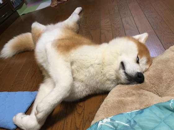 秋田犬のビスコちゃん