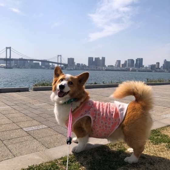 こゆきちゃん