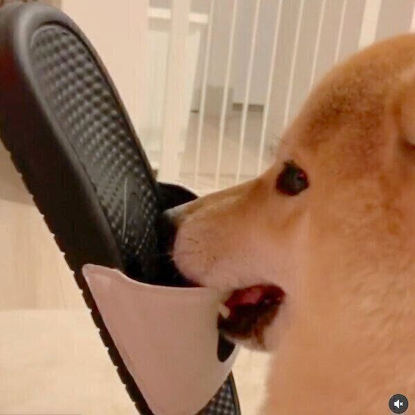 靴を咥える味噌ちゃん
