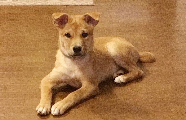 見つめる犬