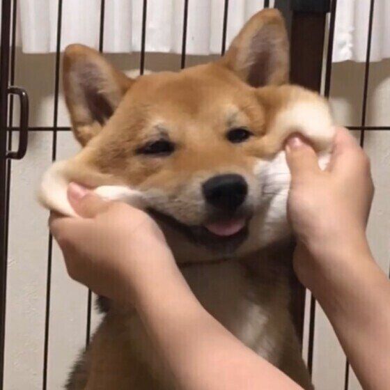 柴犬のはづきちゃん