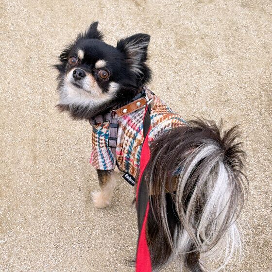 お散歩中に振り向いたワンちゃん