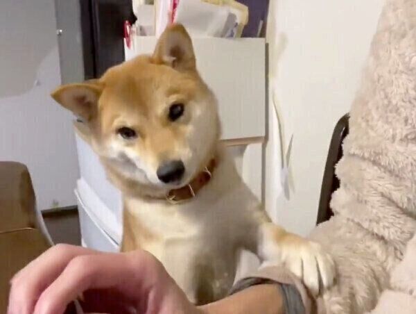 「強制ロックオン」で飼い主さんの邪魔をするりんご郎くん