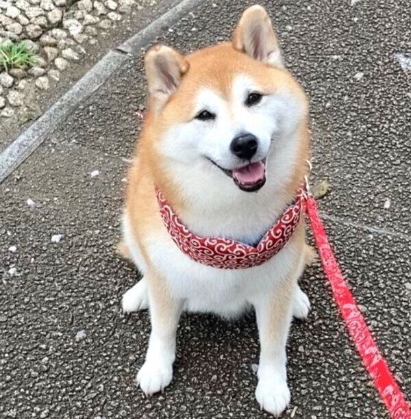 笑顔で歩くのを拒否するまるちゃん