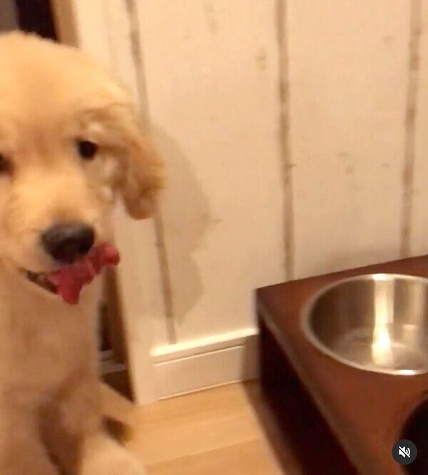 「待て」を特訓している子犬時代のモッシュくん