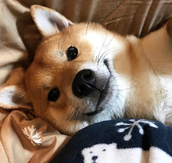 まったりする柴犬