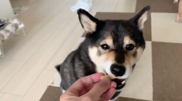 おやつを食べるあずきちゃん