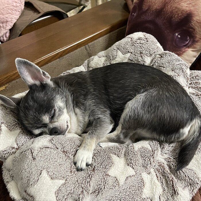 心地よさそうに眠るつぶしゃん