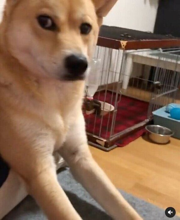 飼い主さんにアピールする朔太郎くん