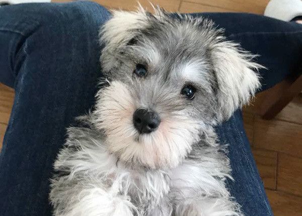見つめる犬