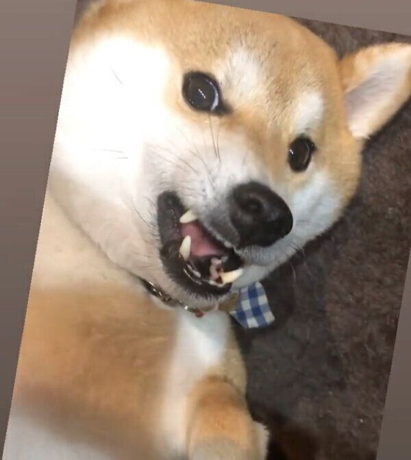 見つめるラテくん