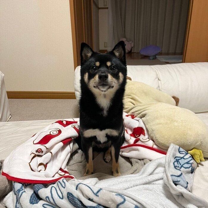 ブランケットで作ったサークルに入るおひめちゃん