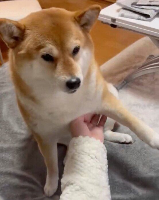 パパさんにナデナデを要求するあさむらさん