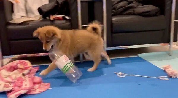 ペットボトルをくわえるラテちゃん