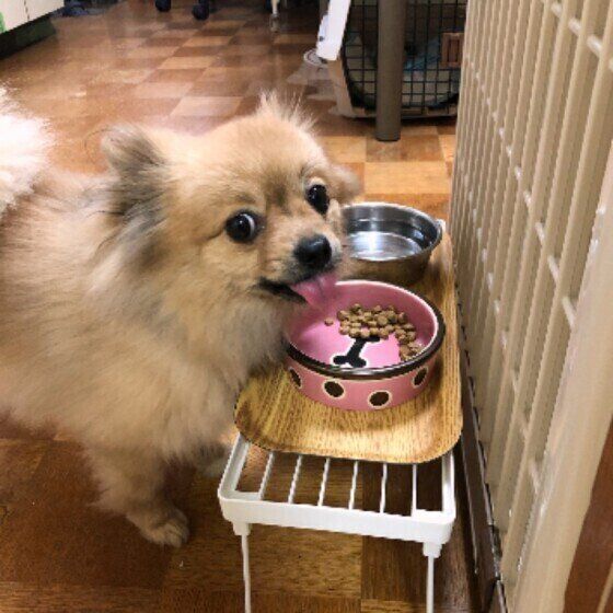 ゴハンを食べる犬
