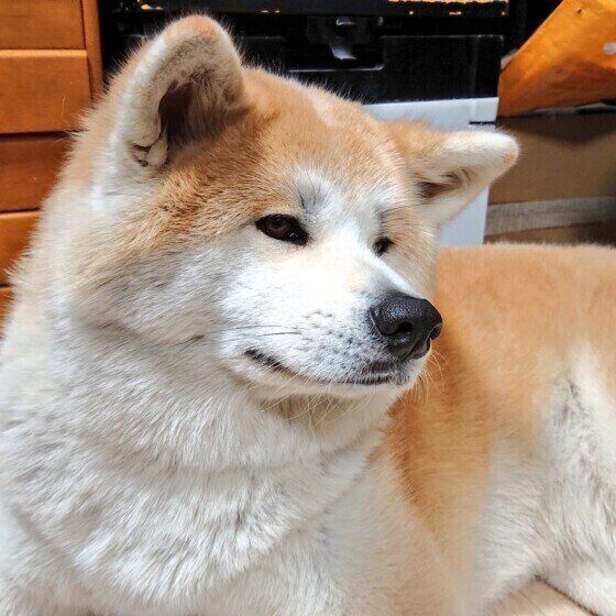秋田