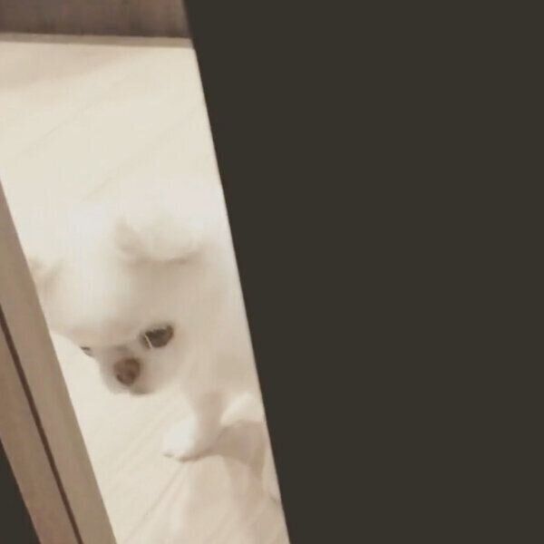 飼い主さんの帰宅を待つとろろちゃん