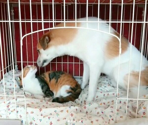 チコちゃんに顔を近づけるコロちゃん