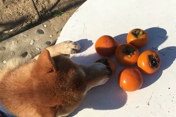 柿を盗む柴犬