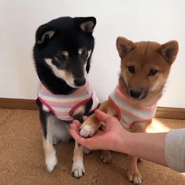 共同作業する柴犬