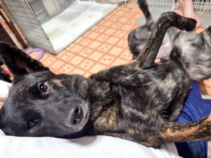 1才4カ月の甲斐犬
