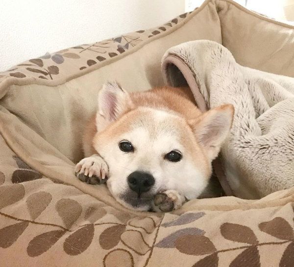 柴犬のリリコちゃん