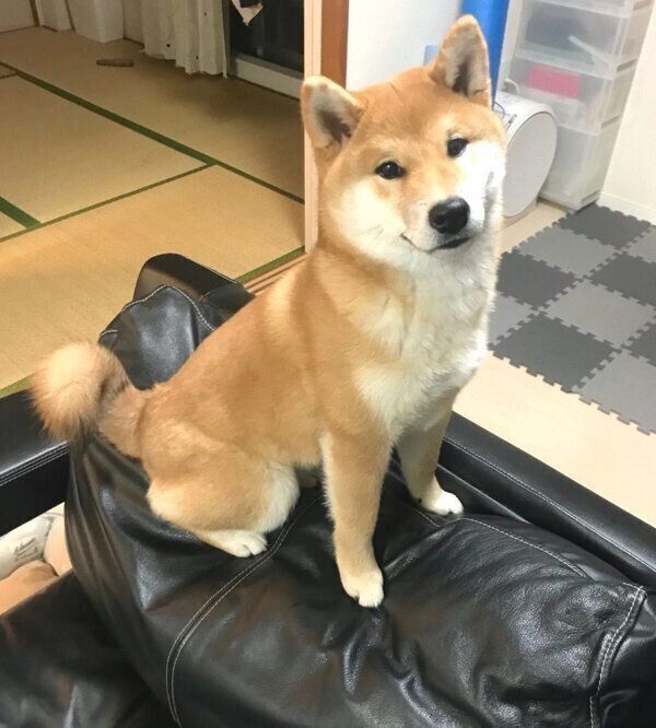 ソファの背もたれに座るこむぎくん