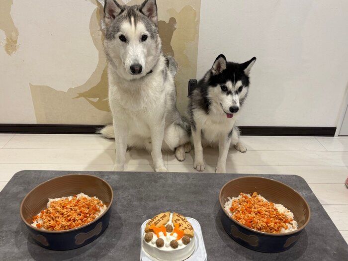 誕生日を祝ってもらうごまちゃん、だいふくくん