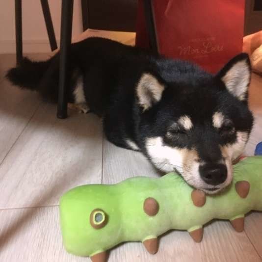 サスケちゃん