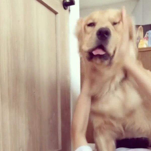 お兄ちゃんとラブラブなゴールデン・レトリーバー
