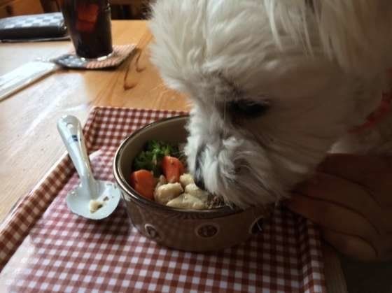 マルチーズの仁くん、ごはんをもぐもぐ