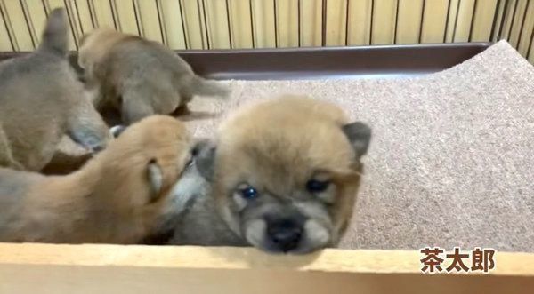 目が開いた茶太郎くん、ゆずちゃん、マツコちゃん、トマトちゃん