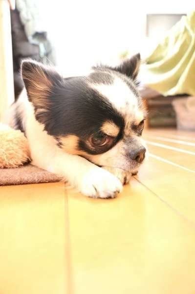 チャロちゃん