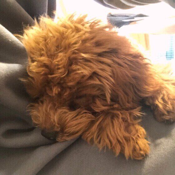 眠るトイ・プードル