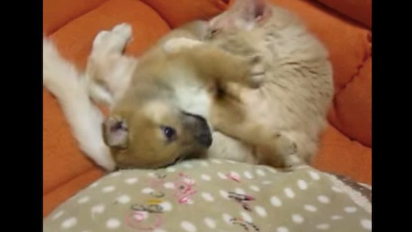 柴犬の子犬と猫