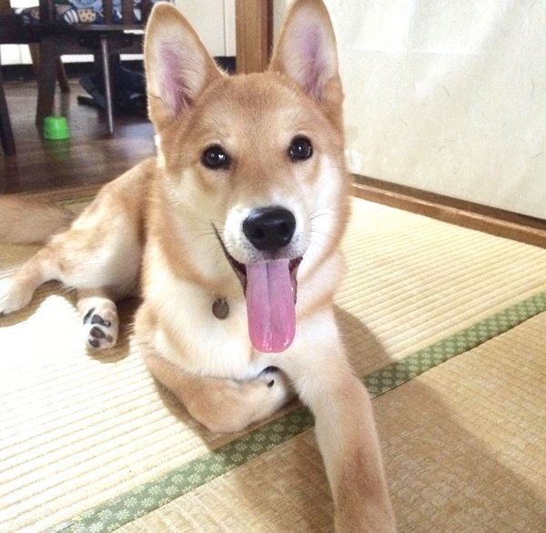 笑顔の福くん