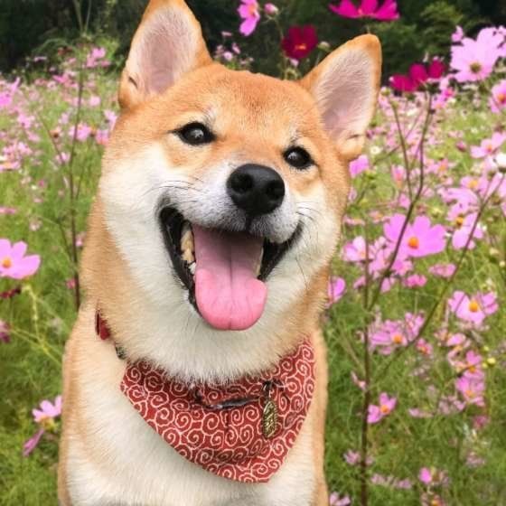 人気犬種ランキング第3位:柴