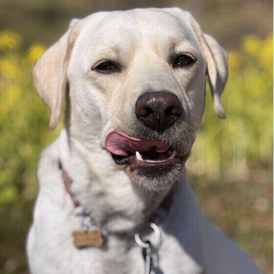 菜の花とラブラドール・レトリーバー