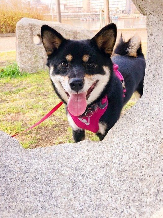 お散歩が楽しそうな柴犬